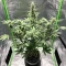 Bruce Lemon Diesel Auto Seeds