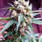 Bubba Delight Regular seeds