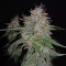 Buddha Syrup Auto regular (Buddha Seeds)