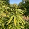 Crop Doctor CBD feminized seeds