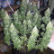 GG#4 Original Glue Seeds (Original Sensible Seeds)