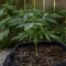 Green Gelato Automatic Seeds (Royal Queen Seeds)