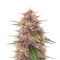 Graines féminisées de Humboldt Dream (Humboldt Seed Company)