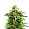 Mango Crack Seeds (Original Sensible Seeds)