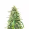 Semillas Feminizadas Pineapple Runtz Auto (Ethos Genetics)