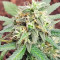 Graines de Purple Juice Auto (Herbies Seeds)