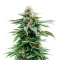 Purple Overload Seeds (Original Sensible Seeds)