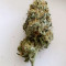 Semi femminizzati Purple Wreck