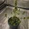 Quick One Auto Seeds (Royal Queen Seeds)
