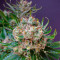 Sementes Feminizadas de Strawberry Lemonade (Barney's Farm)