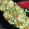 Graines de cannabis THC Bomb (Bomb Seeds)