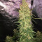 Trans Siberian Auto (Auto Seeds)