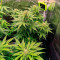 Cheese Autoflower (Herbies Seeds)