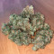 Wedding Cake Autoflower (Herbies Seeds)