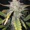 Original Auto Chemdawg Seeds