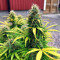 Original Auto Critical Seeds