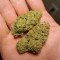 Amnesia OG regular strain