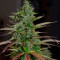 Auto Banana Blaze feminized seeds