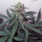 Auto AK XXL strain