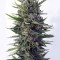 Auto Malawi x Northern Lights
