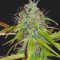 Graines de cannabis Auto Chemdog (Auto Seeds)