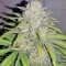 Critical Seeds