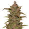 Crystal METH Auto Seeds