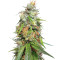 Durban Seeds (CannaBioGen)