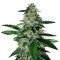 Ghost Train Haze #1 Seeds