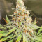 Graines féminisées de Gorilla Cookies (Big Head Seeds)