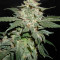 Graines de cannabis Haze Autoflowering CBD (Dinafem Seeds)