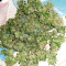 Hindu Kush feminized seeds