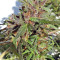 Honduras Seeds