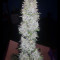 LSD Auto (Barney's Farm)