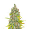 Moonshine’s Ghost Train Haze Seeds