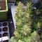 Purple Kush Seeds
