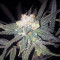 Graines de cannabis Sour Tangie (Reserva Privada)