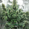 Super Skunk Seeds (Seedstockers)