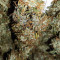 Sweet Tooth Auto fem Seeds