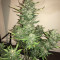 Tangie'matic Auto Seeds