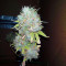 Z Glue feminized seeds (Expert Seeds)