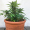 Auto Desfran strain