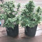 Blue Cheese Automatic cannabis strain