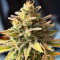 Ghost Chem OG Autoflower Feminized Seeds (Seedkeepers)