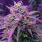 Girl Scout Cookies Auto (Auto Seeds)