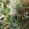 Girl Scout Cookies Autoflower feminized seeds