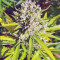 Kalashnikova Auto feminized seeds