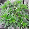 Kush N Cookies CBD feminized seeds