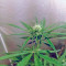 NL5 Haze Mist femminuccia