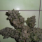 Buy Pineapple Chunk feminized seeds by Barney's Farm